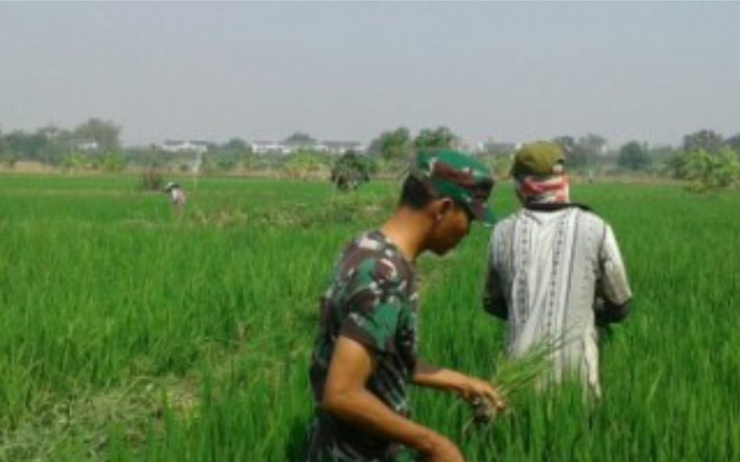 Dinas Pertanian-TNI Sinergi Monitor Pertanian Perkuat Ketahanan Pangan di Kediri